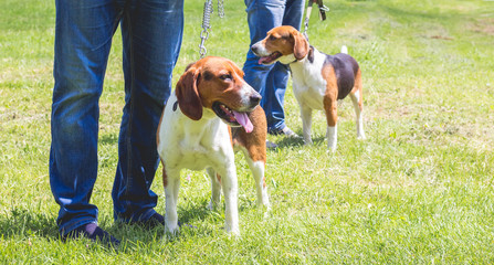 The dogs of breeds an Estonian hound on a leash next to its owner_