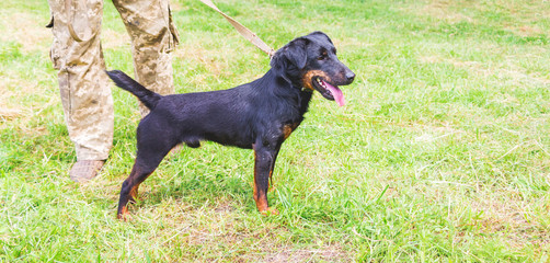 Black dog yagdterrier on a leash near his master_