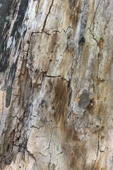 Close up of a beautiful old textured bark of a tree. Wonderful colors and details.