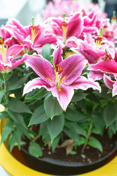 pink blooming lily in the garden