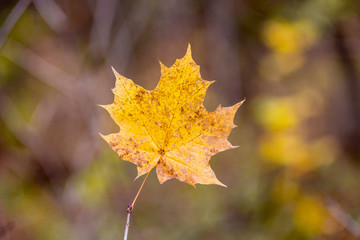 Orange maple leaf on a blurry brown background_