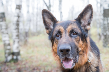 Dog German Shepherd outdoors in an autumn
