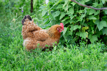 Brown chicken in a garden near a bush of currants_