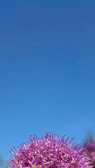 Fototapeta na wymiar Abstract blue sky background. Background for text.