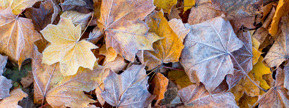 Dry maple leaves, covered with frost, on the ground in the fall_ - Powered by Adobe