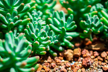 Dudleya pachyphytum Is a herbaceous plant Shrub Canopy diameter Circulated as a cluster around the...