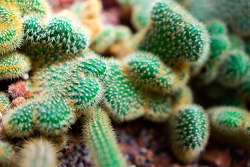 Cactus is a plant that is in the desert. Can stand Even in a dry desert, keeping water in the trunk...