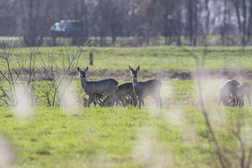 Rehe 
