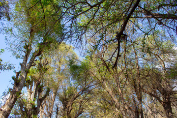 Landscape. Mystery forest.