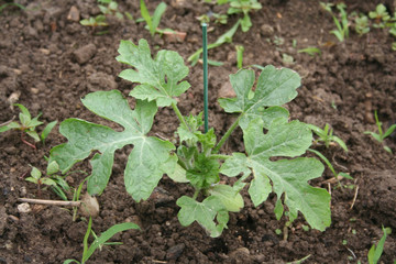 Watermelon plant growing in the vegetable garden in summer. Citrullus lanatus