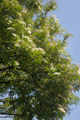 Elderberry white flowers on branch against blue sky. Sambucus tree in bloom in springtime