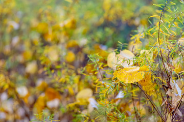 Autumn. Shrubs and yellow leaves. Nature beautiful blurred background. Shallow depth of field. Toned image. Copy space.