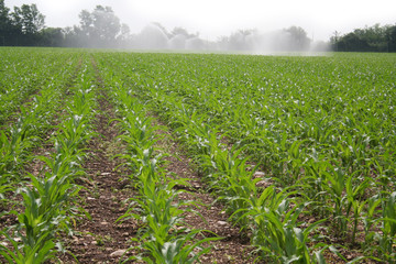 Naklejka premium Irrigation system watering corn field in summer season. Irrigating corn field on sunny day