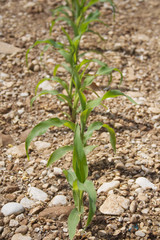 Young fresh green corn plant growing in the field in summer
