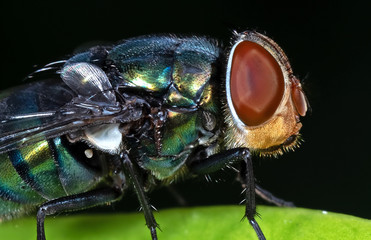 Macro Photo of Blowfly on Green Leaf Isolated on Black Background