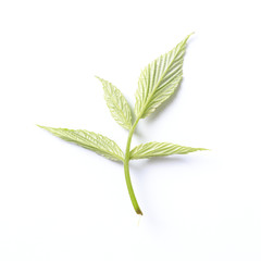 Green leaf. Isolated on a white.