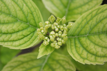Hydrangea bush with fresh green blossoms. Hydrangea plant in bloom in the garden