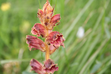 Broomrape, branched broomrape flower in the meadow in springtime .Orobanche species 