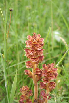 Broomrape, branched broomrape flower in the meadow in springtime .Orobanche species 