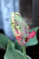 Layered jagged tulip plant with fully closed green to dark red tepals surrounded with pointy elongated leaves growing in local garden on warm sunny spring day