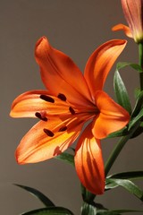 pretty orange lilies with brown pollen