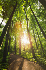 Sunlight shining through tall trees in a forest with a curved walking path.