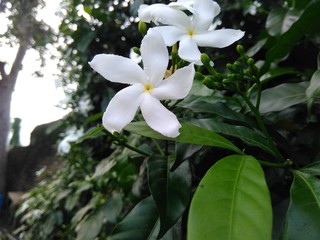 white flowers in the garden