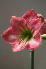 Obraz premium pink amaryllis flower close up