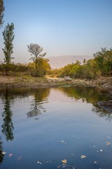 reflections of trees in a pond