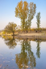 Fototapeta na wymiar reflections of trees in a pond