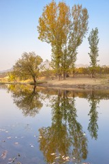 Fototapeta premium reflections of trees in a pond