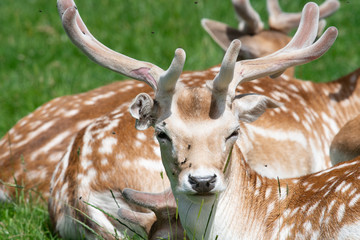 Head shot of a male fallow deer (dama dama) in a herd of deer