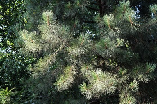 long,green nedle of Pine tree 