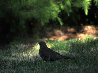 Turdus merula cabrerae