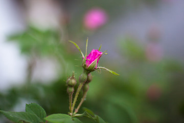 flower in garden