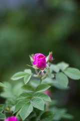 pink rose in the garden