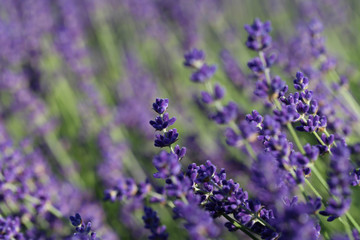 Lavendel