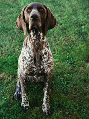 German pointer dog sitting on grass