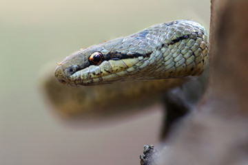 Obraz premium Smooth snake (Coronella austriaca)