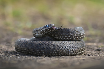 Meadow viper (Vipera ursinii)
