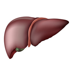 Liver with diaphragm and with the gallbladder of an absolutely healthy person, isolated on a white background. Vector icon