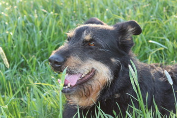 Altdeutscher H&uuml;tehund