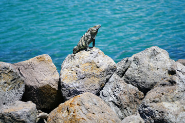Wild iguana basking in the sun by the ocean in Costa Rica