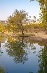 reflections of trees in a pond