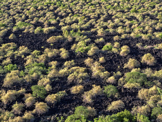 Special plants on lava field, Ethiopia