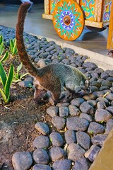 View of a badger-like white-nose coati animal, called pizote in Guanacaste, Costa Rica, in a tree