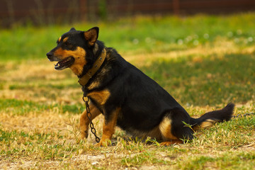 black dog guards the house