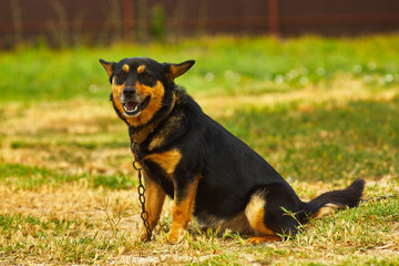 Black Guard Dog Sitting on Chain Looking at Camera Outdoors