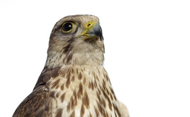 Wild buzzard