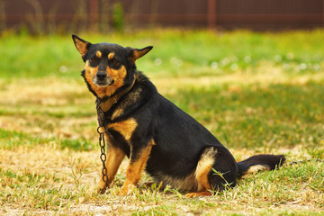 Black Tan Dog Outdoor Sitting Ground Looking